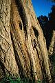 Old tree, Armidale, New England